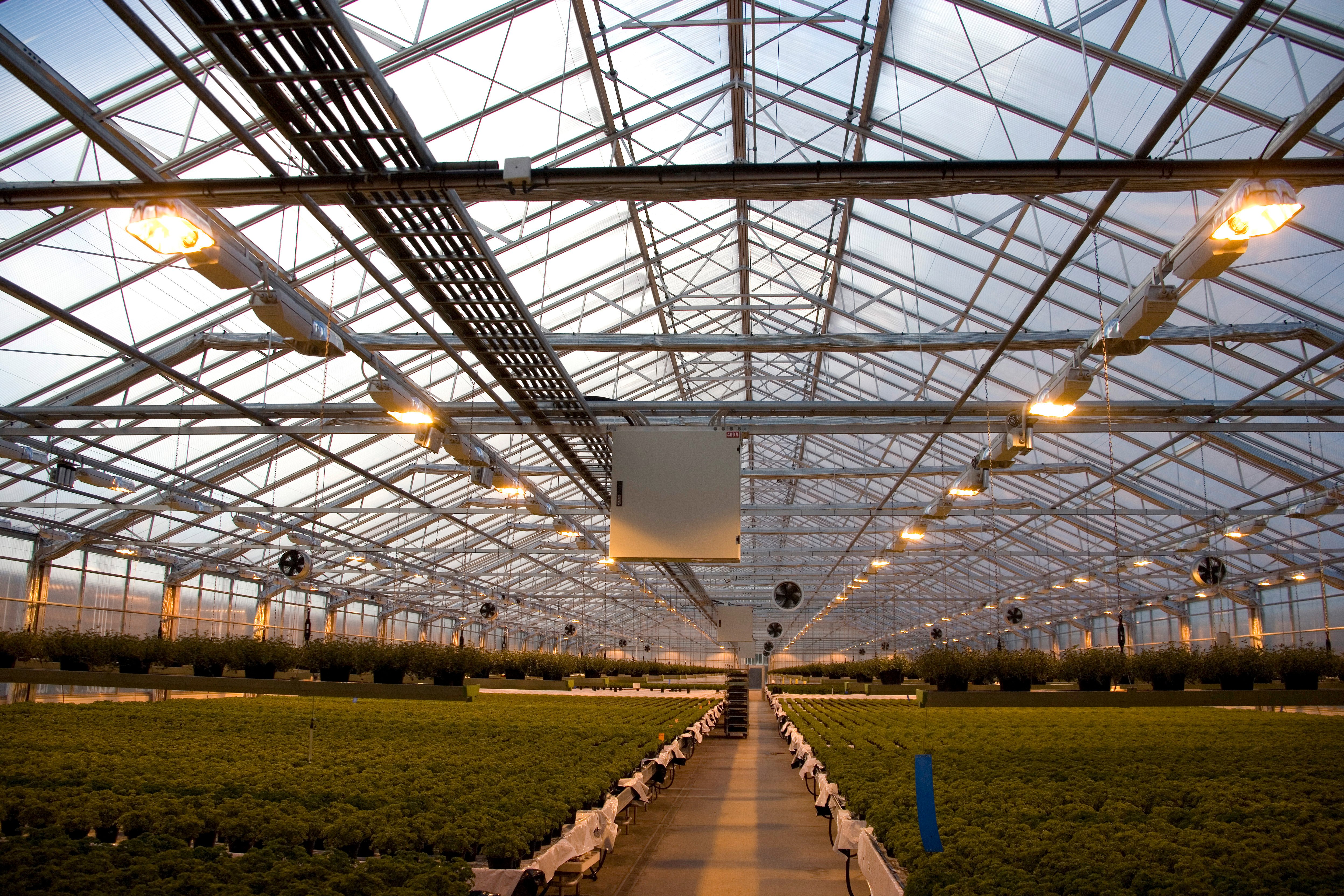 a greenhouse with rows of plants